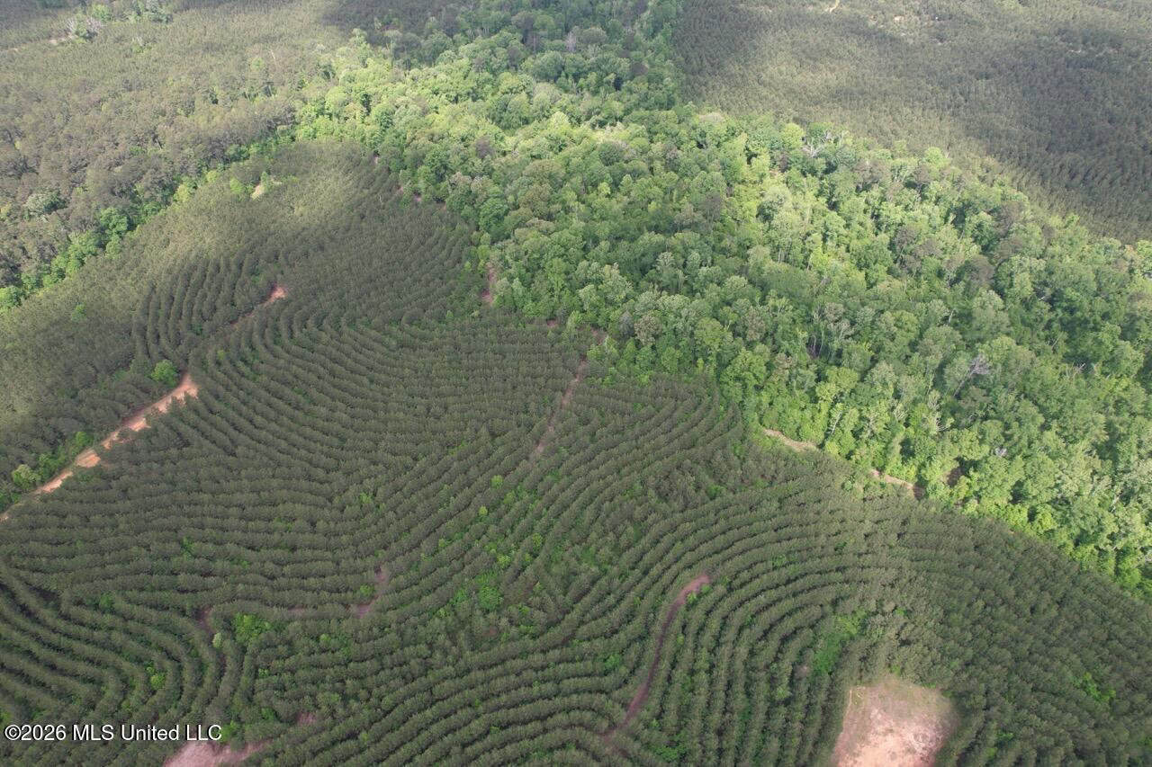 47 Acres in St. Helena Parish, LA with Black Creek