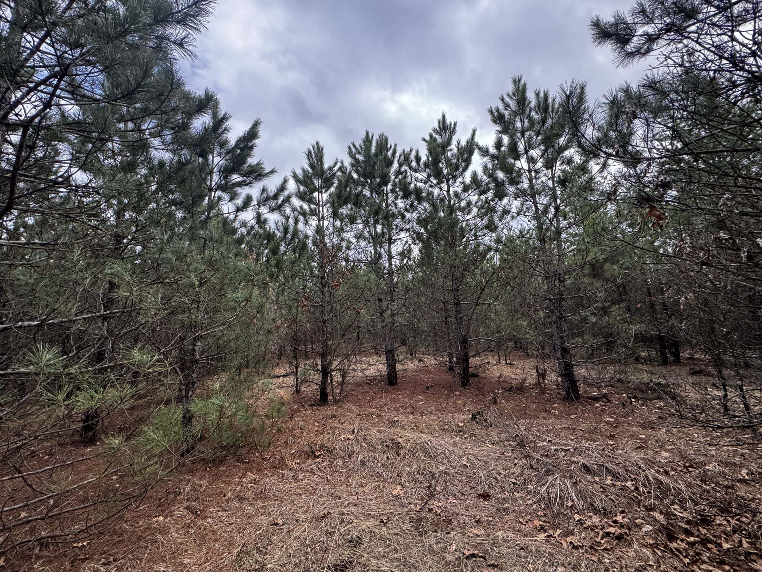 80± acre timber tract in the heart of northern Adams County