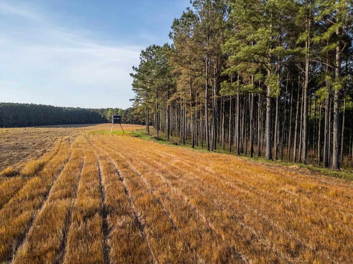 455 Acres Hunting & Income Land in Choctaw County MS