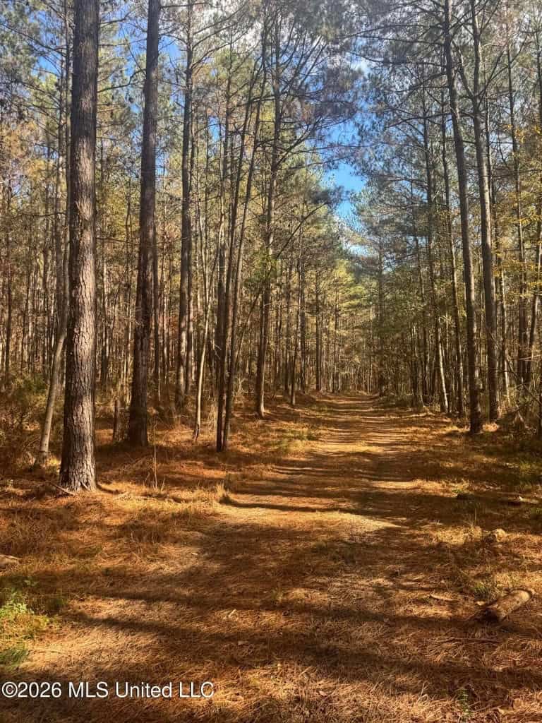 South Mississippi Hunting Land for Sale in Walthall County
