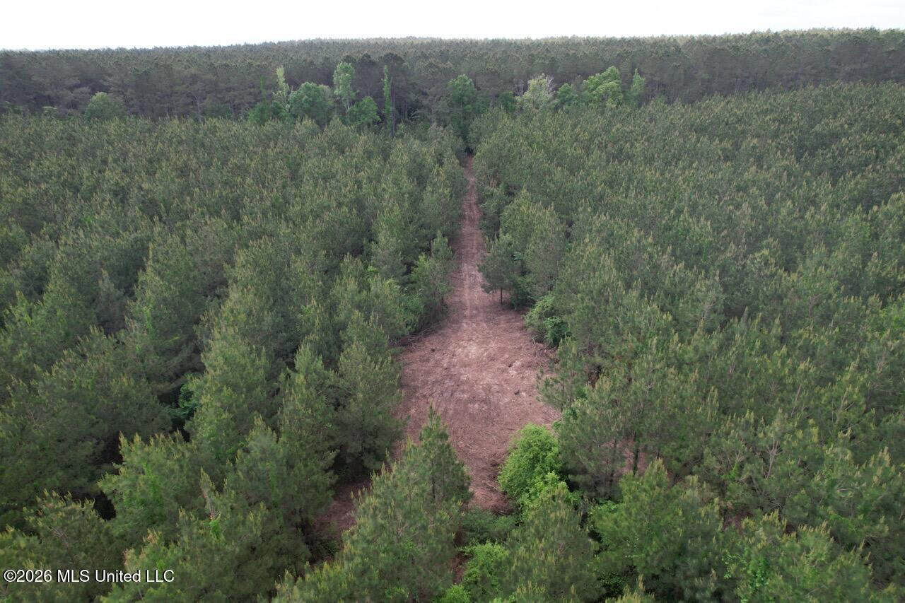 46 Acres in St. Helena Parish, LA Hunting Property for Sale