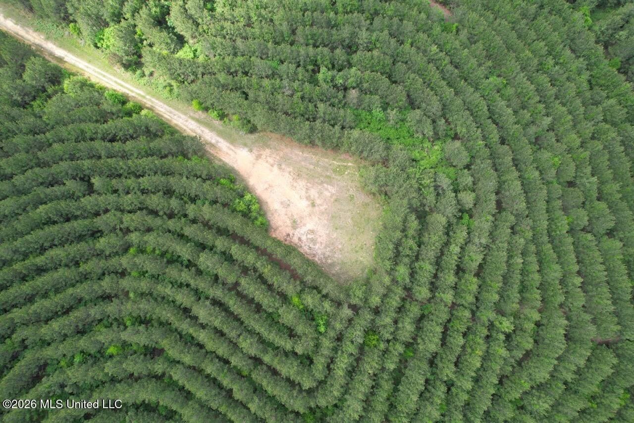 47 Acres in St. Helena Parish, LA with Black Creek