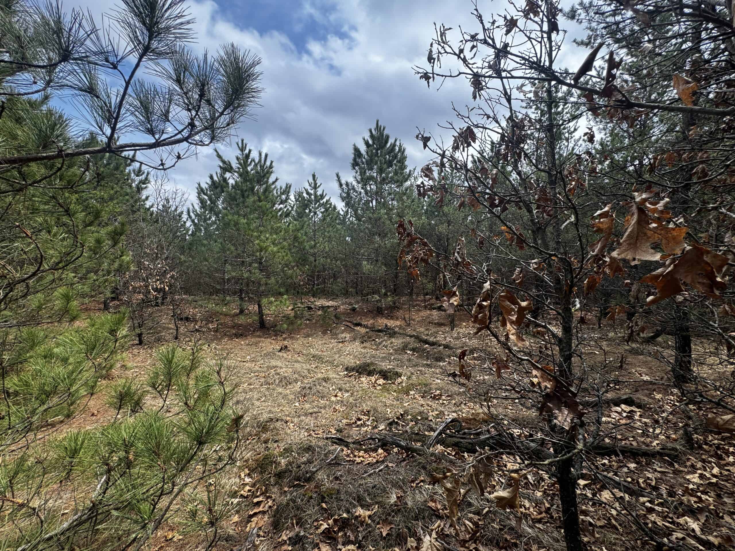 80± acre timber tract in the heart of northern Adams County
