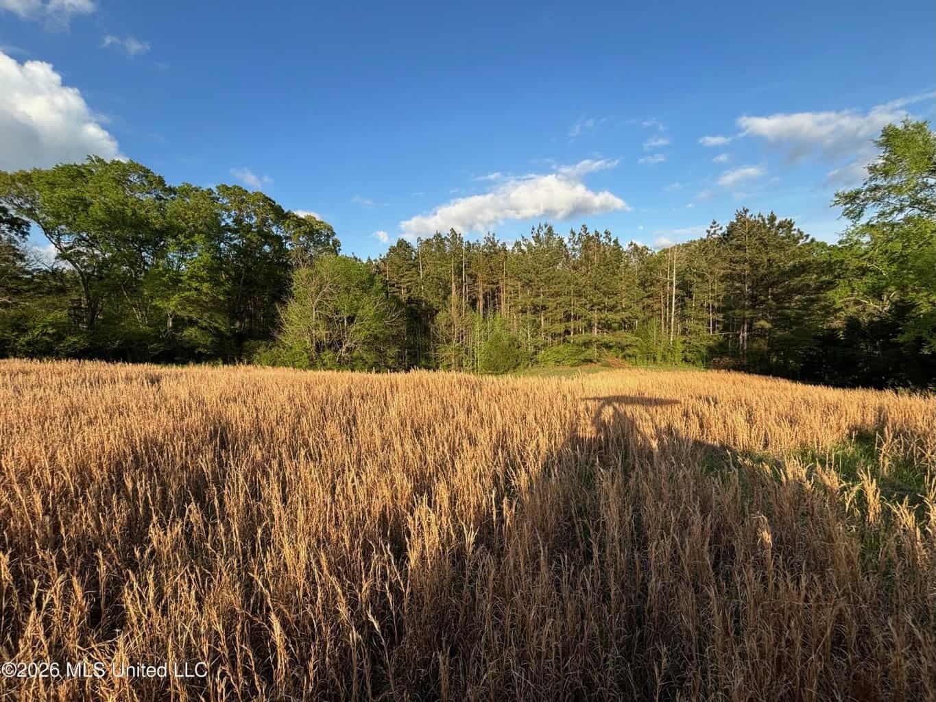 77 Acres in Edwards, MS Hinds County Big Black River Region