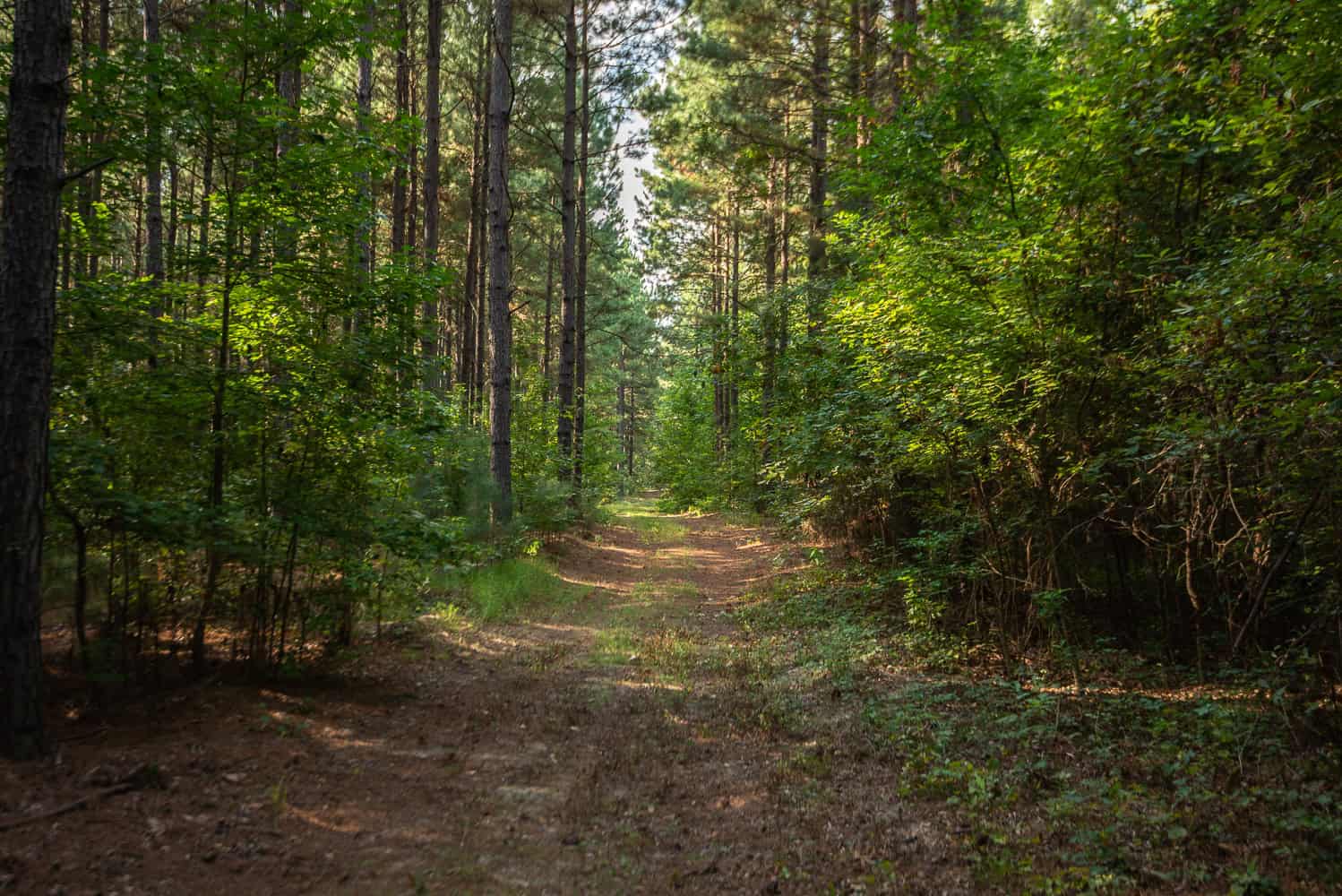 863-Acre Hunting Ranch on the Sabine River near Big Sandy TX