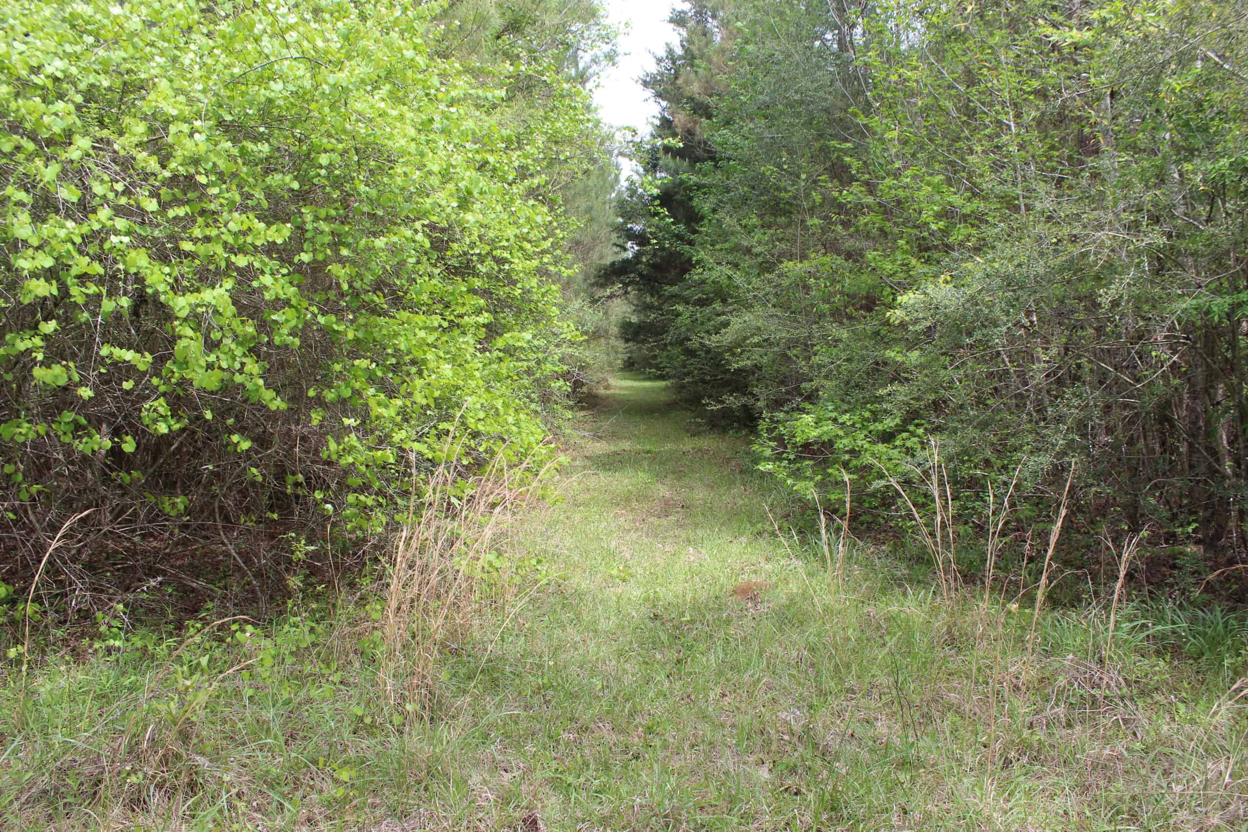 Hunting Land For Sale Pike County Jayess Mississippi