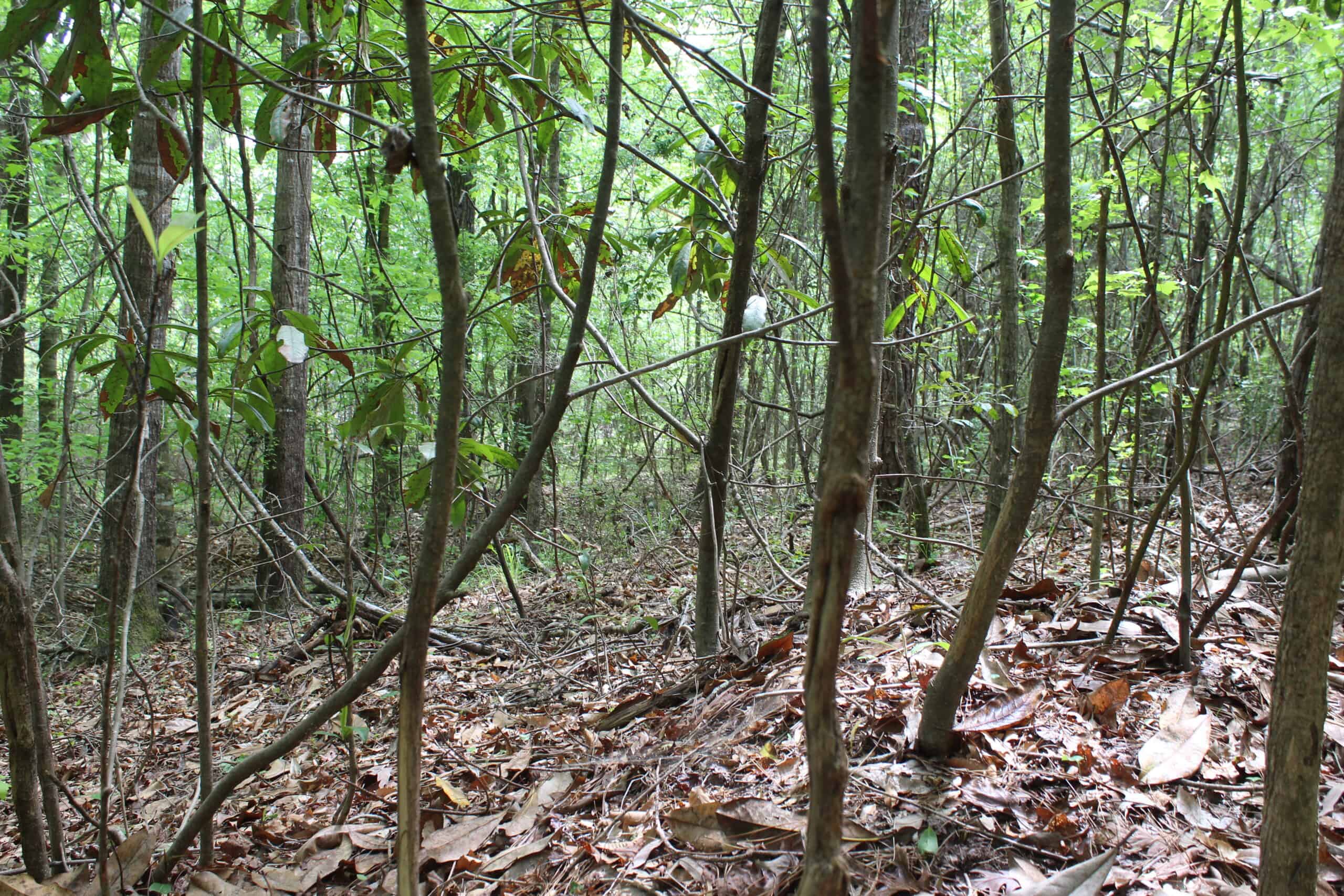 Hunting Land For Sale Pike County Jayess Mississippi