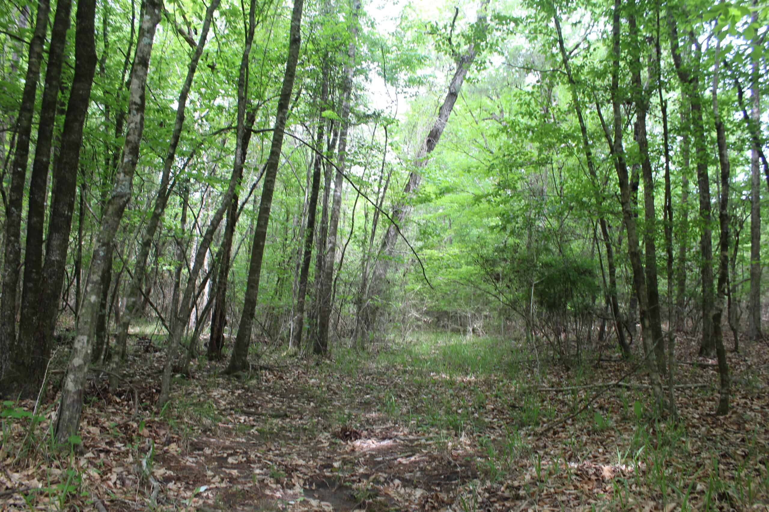 Hunting Land For Sale Pike County Jayess Mississippi