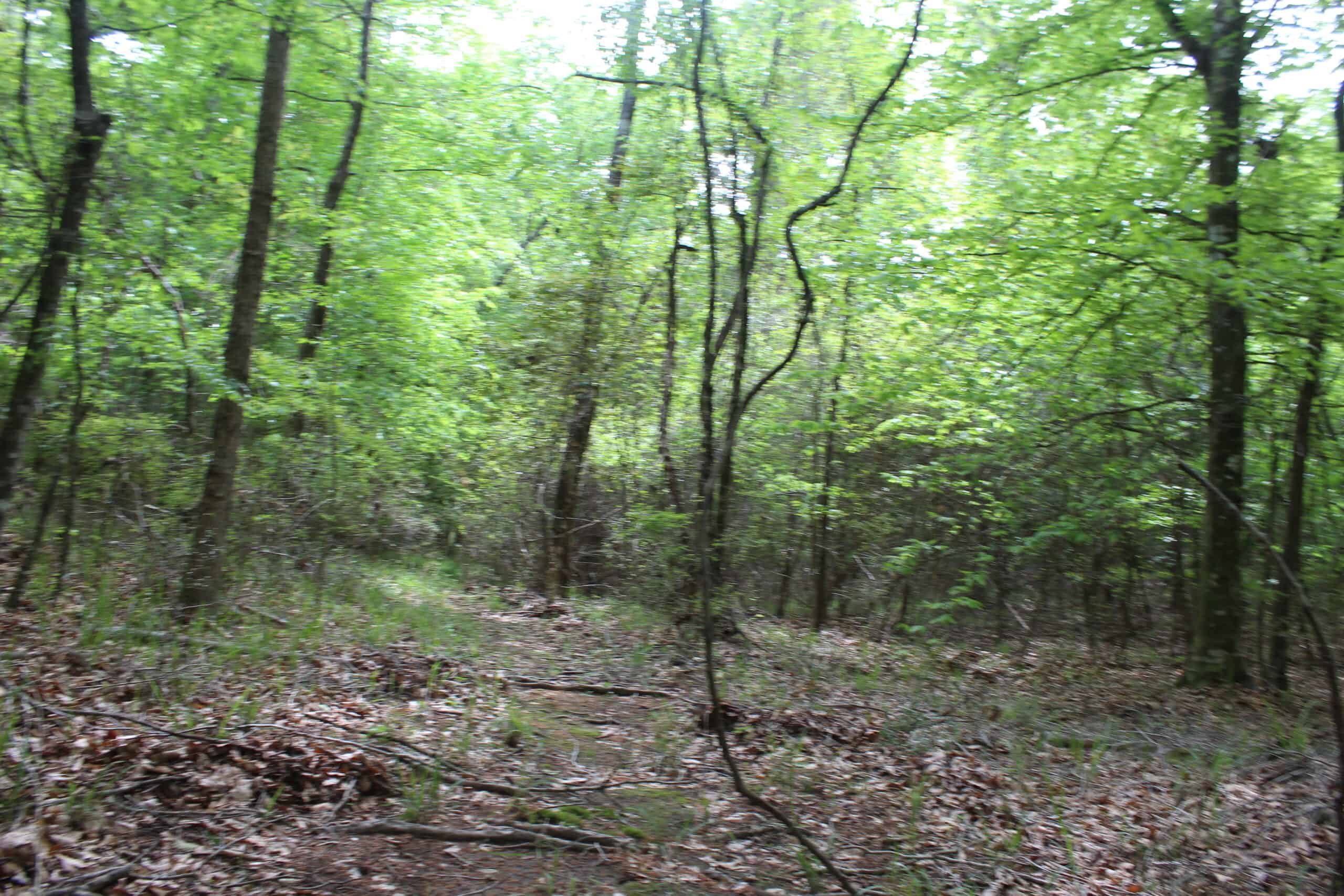 Hunting Land For Sale Pike County Jayess Mississippi