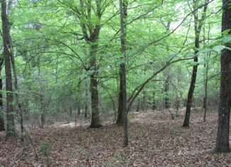 Hunting Land For Sale Pike County Jayess Mississippi