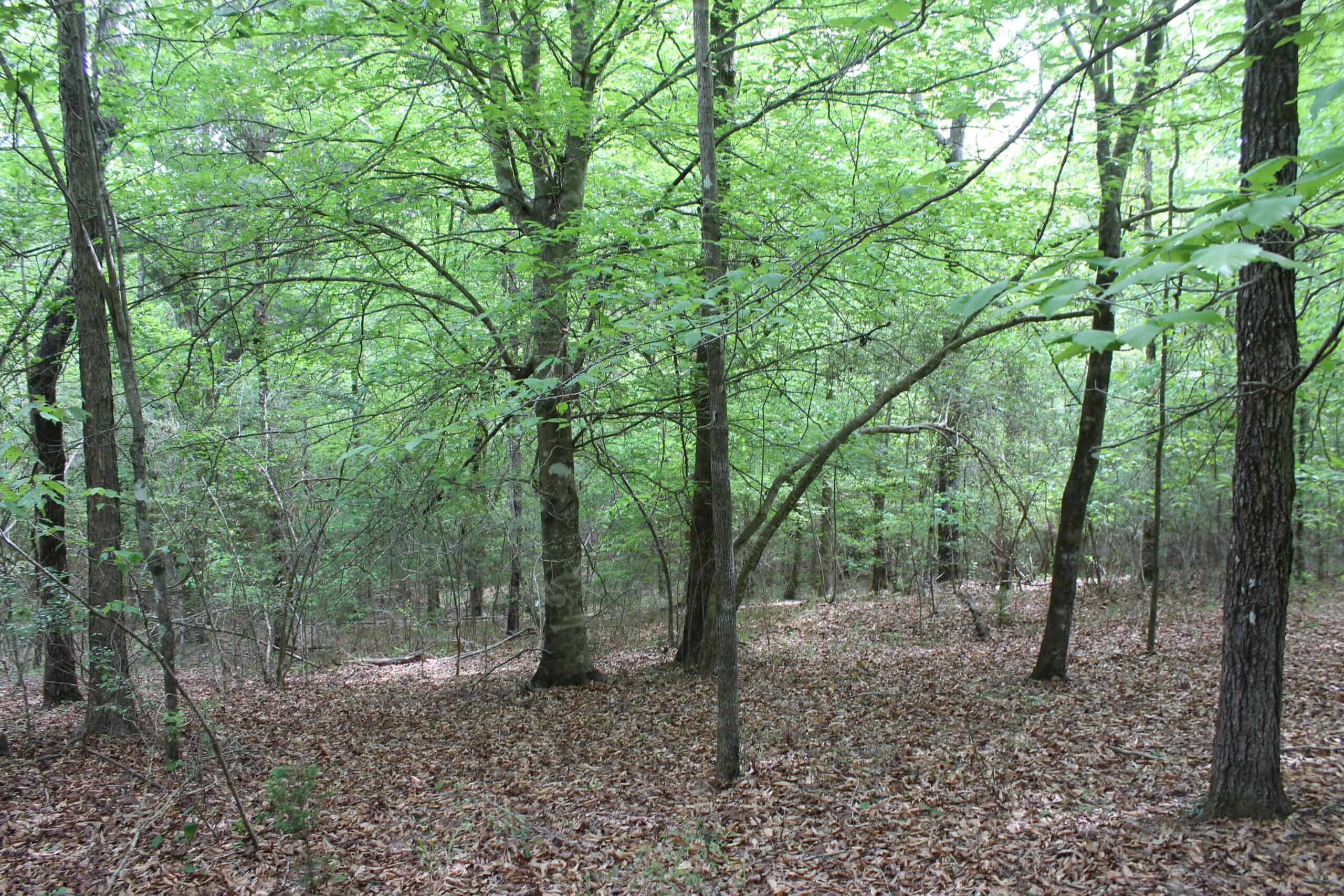 Hunting Land For Sale Pike County Jayess Mississippi
