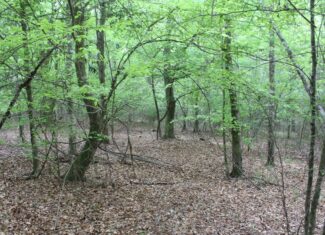 Hunting Land For Sale Pike County Jayess Mississippi