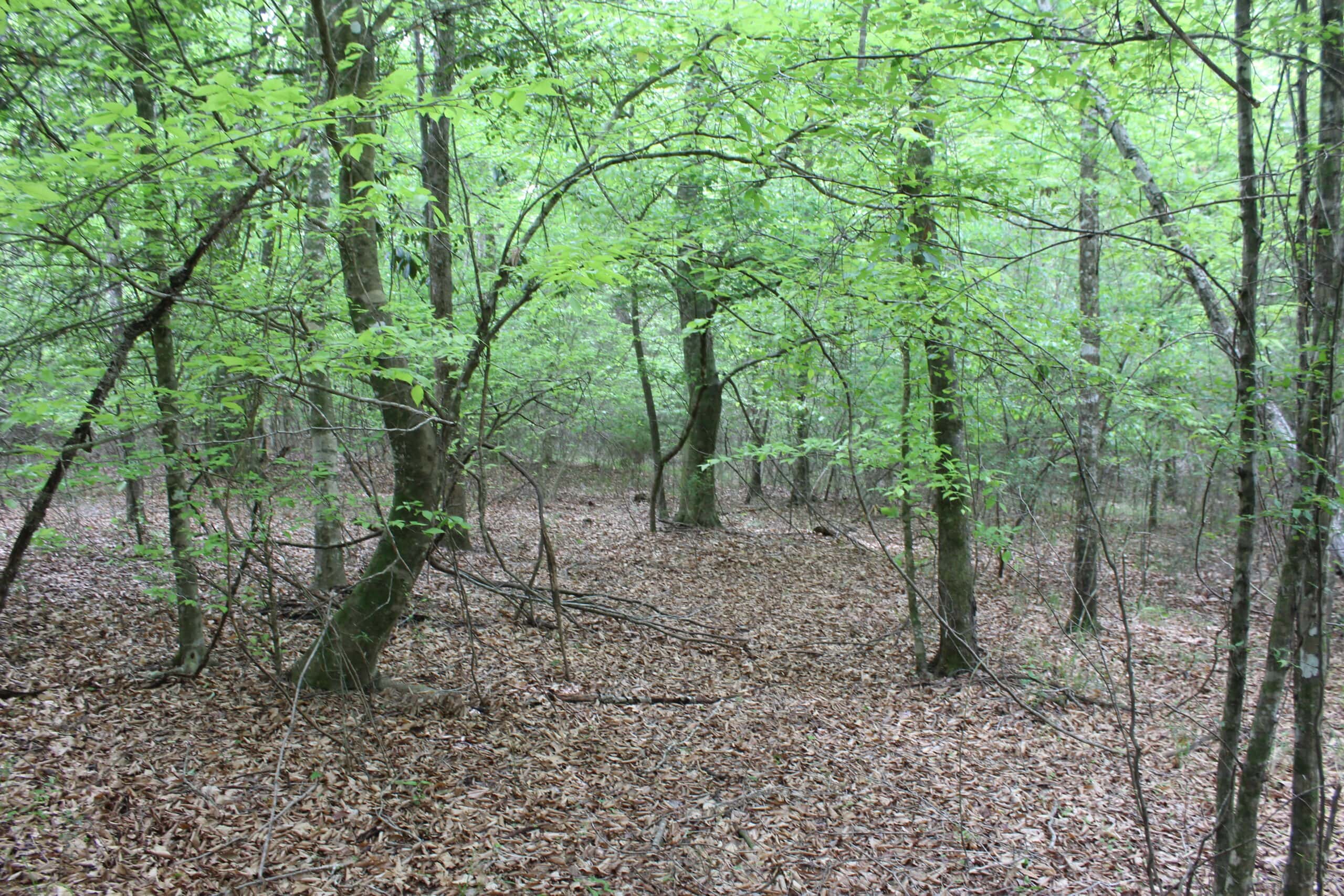 Hunting Land For Sale Pike County Jayess Mississippi