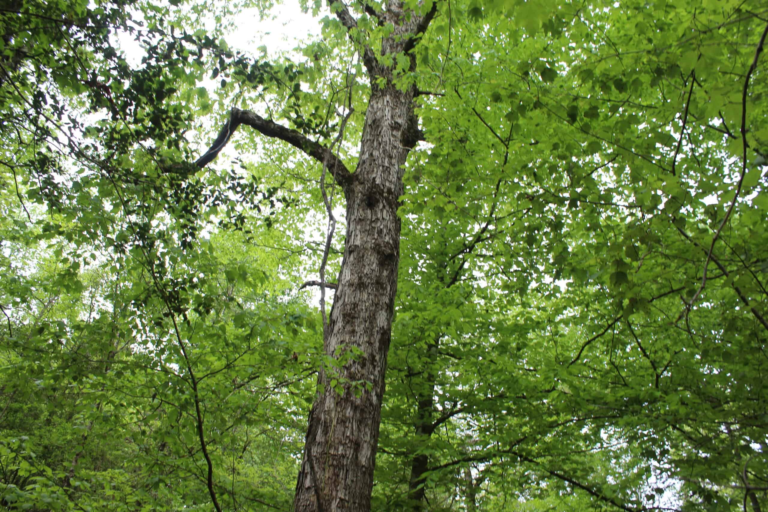 Hunting Land For Sale Pike County Jayess Mississippi