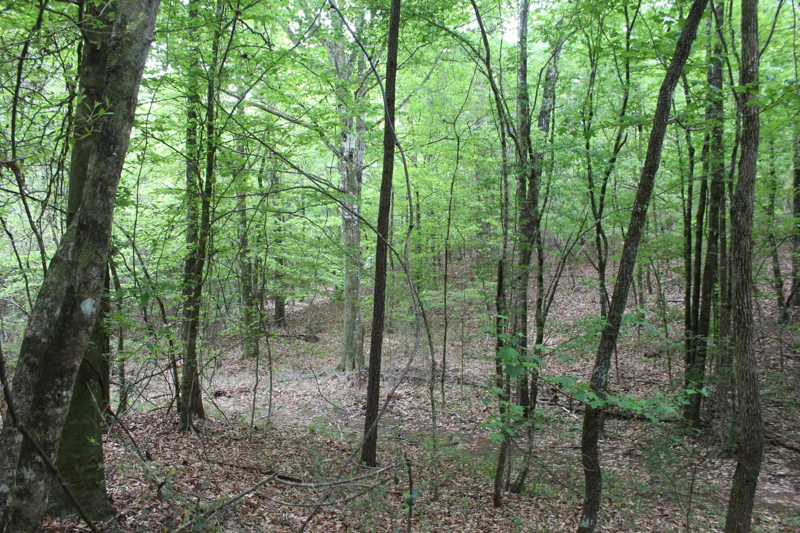 Hunting Land For Sale Pike County Jayess Mississippi