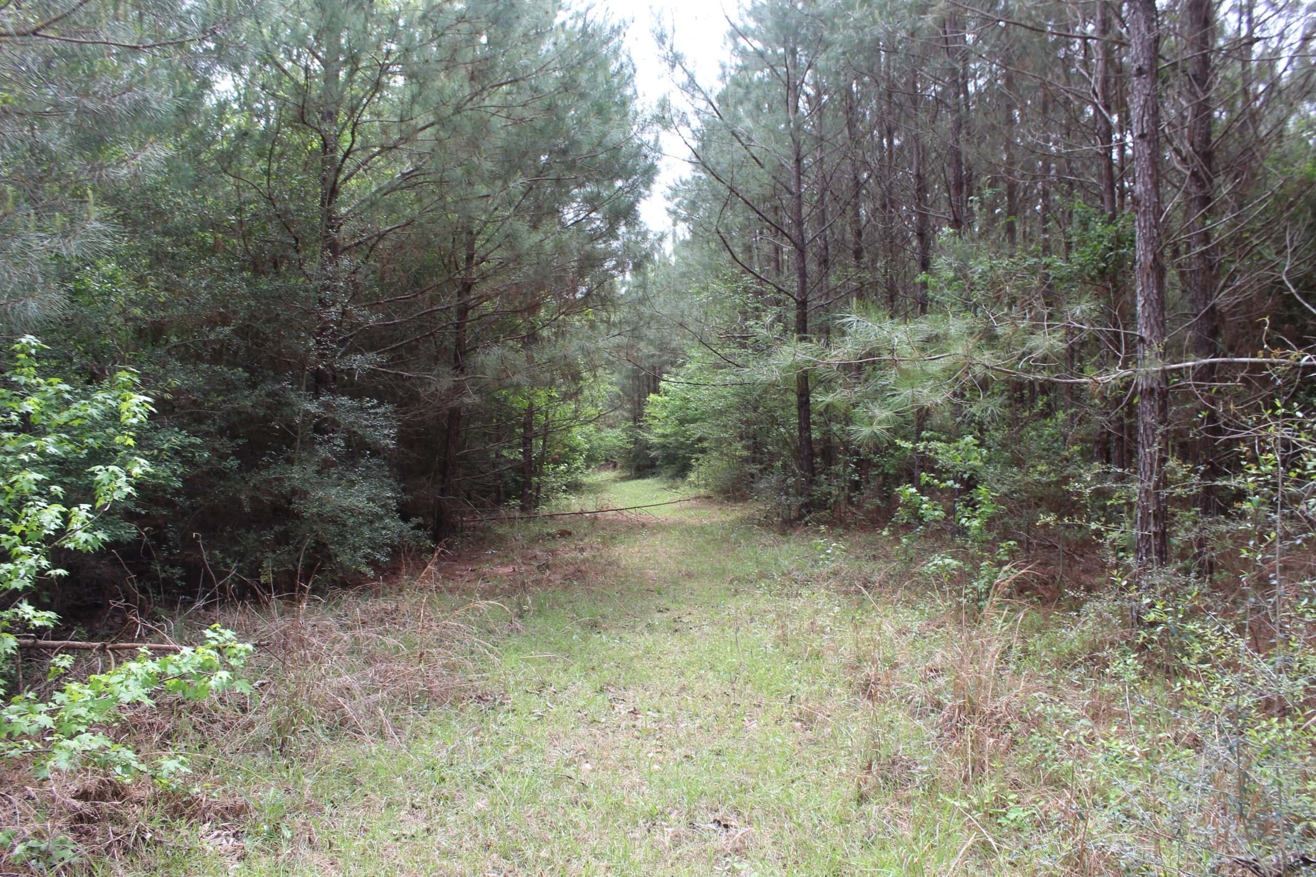 Hunting Land For Sale Pike County Jayess Mississippi