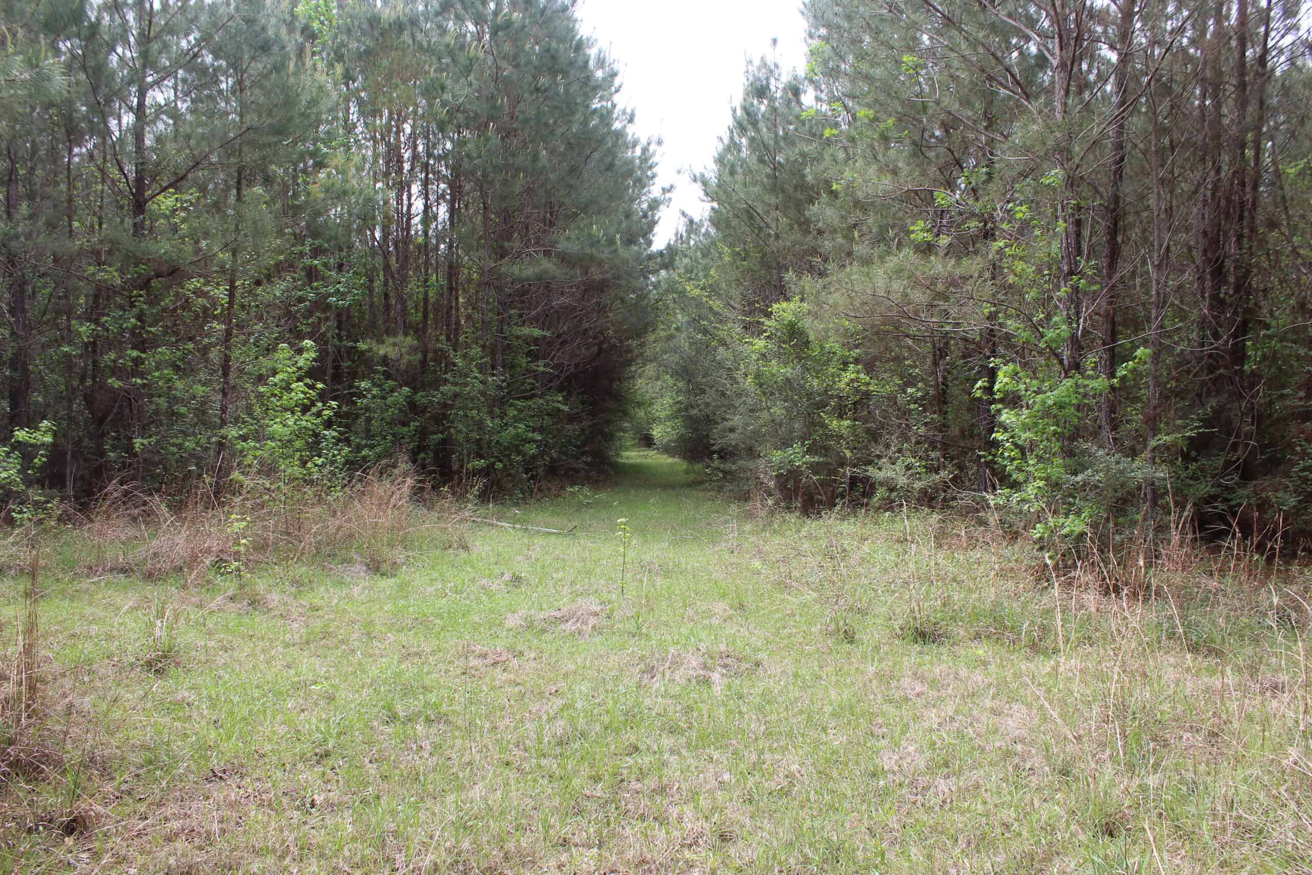Hunting Land For Sale Pike County Jayess Mississippi