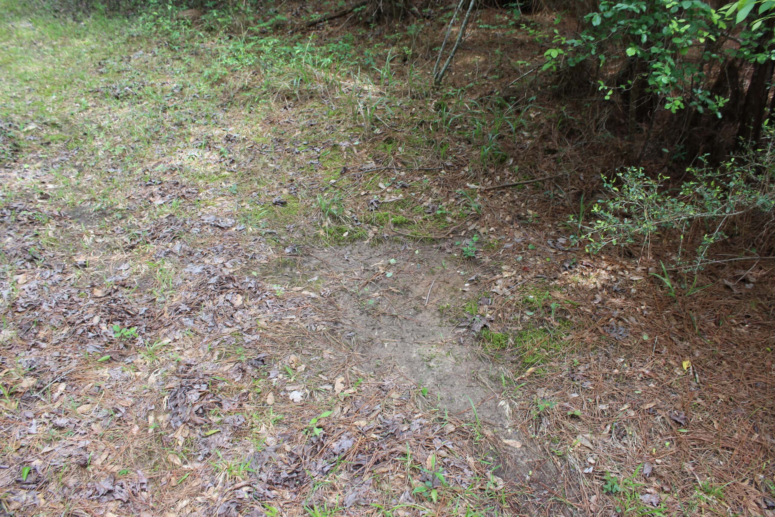 Hunting Land For Sale Pike County Jayess Mississippi