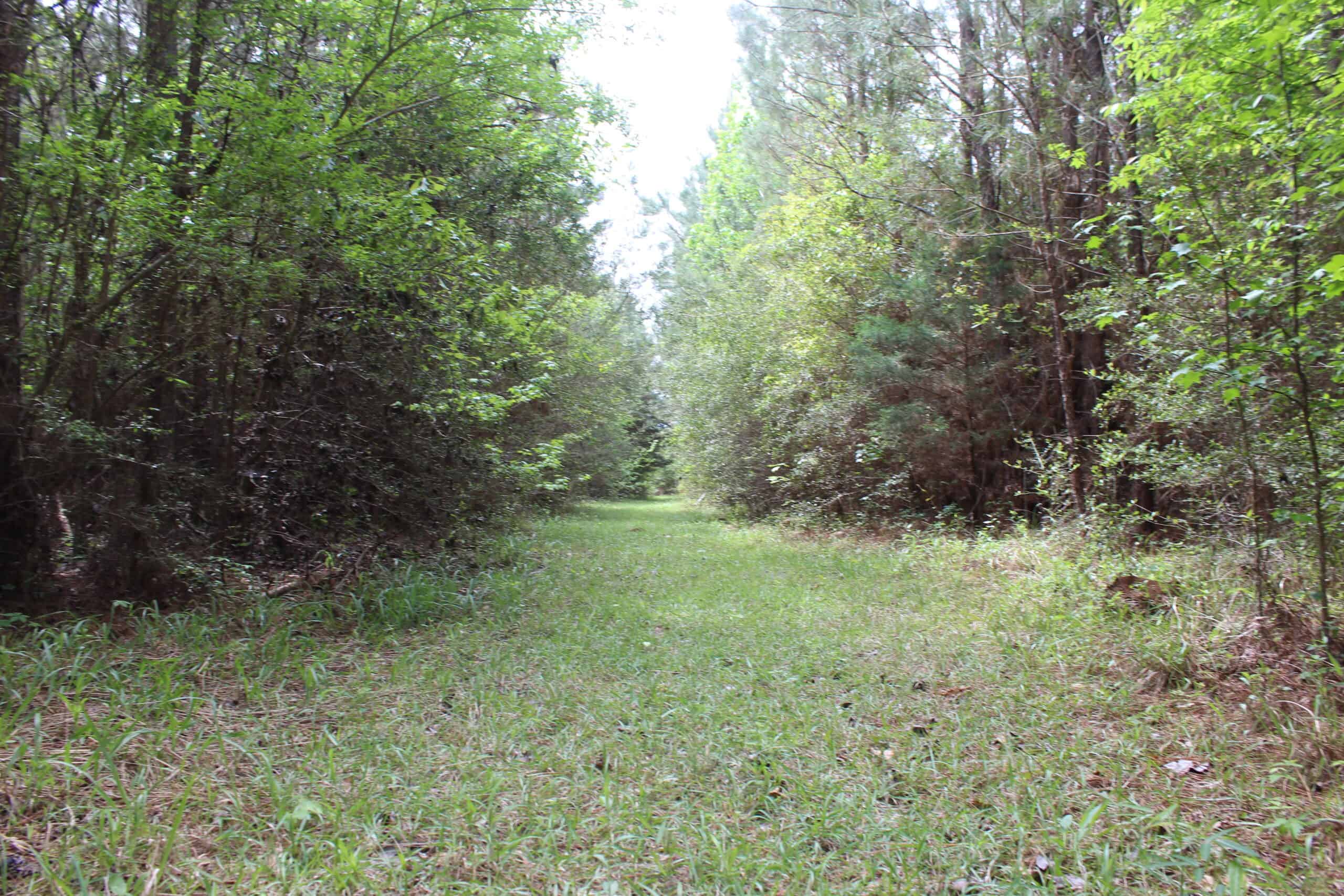 Hunting Land For Sale Pike County Jayess Mississippi