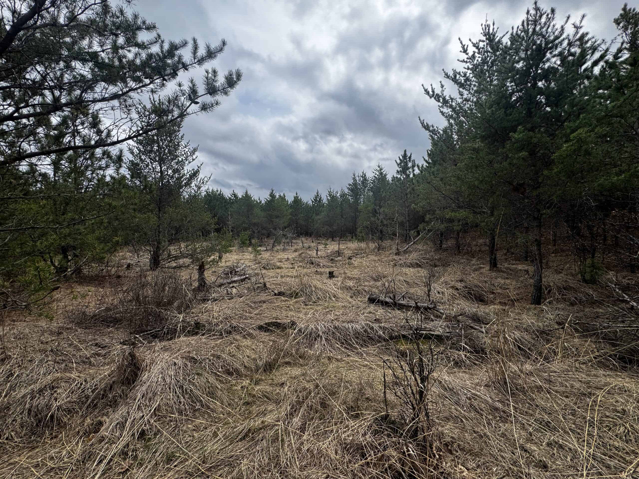 80± acre timber tract in the heart of northern Adams County