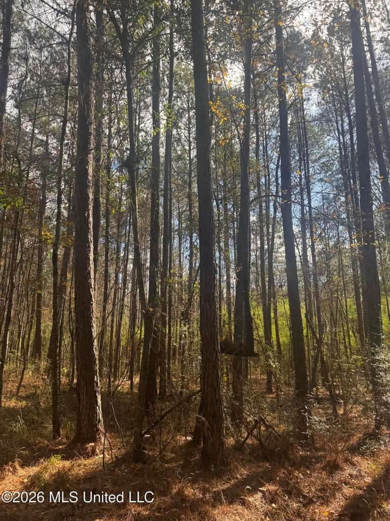 South Mississippi Hunting Land for Sale in Walthall County
