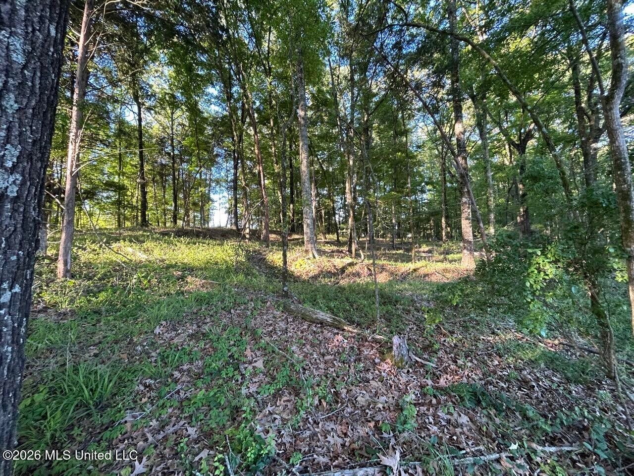 266± Acres Hinds/Copiah Line with Creek and Income