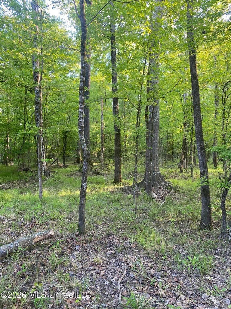 Hunting and Recreational Land for Sale in Amite County, Miss
