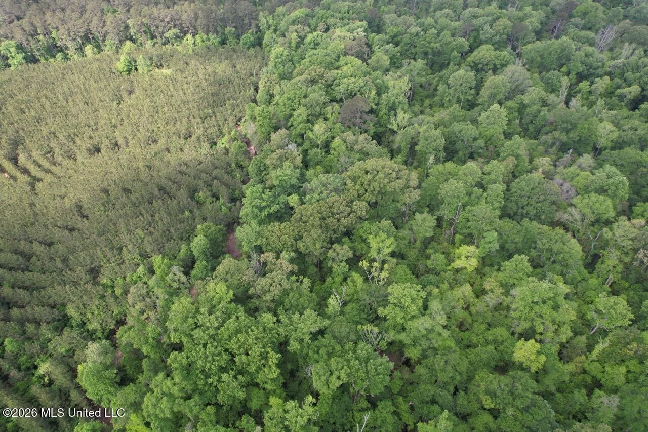 46 Acres in St. Helena Parish, LA Hunting Property for Sale