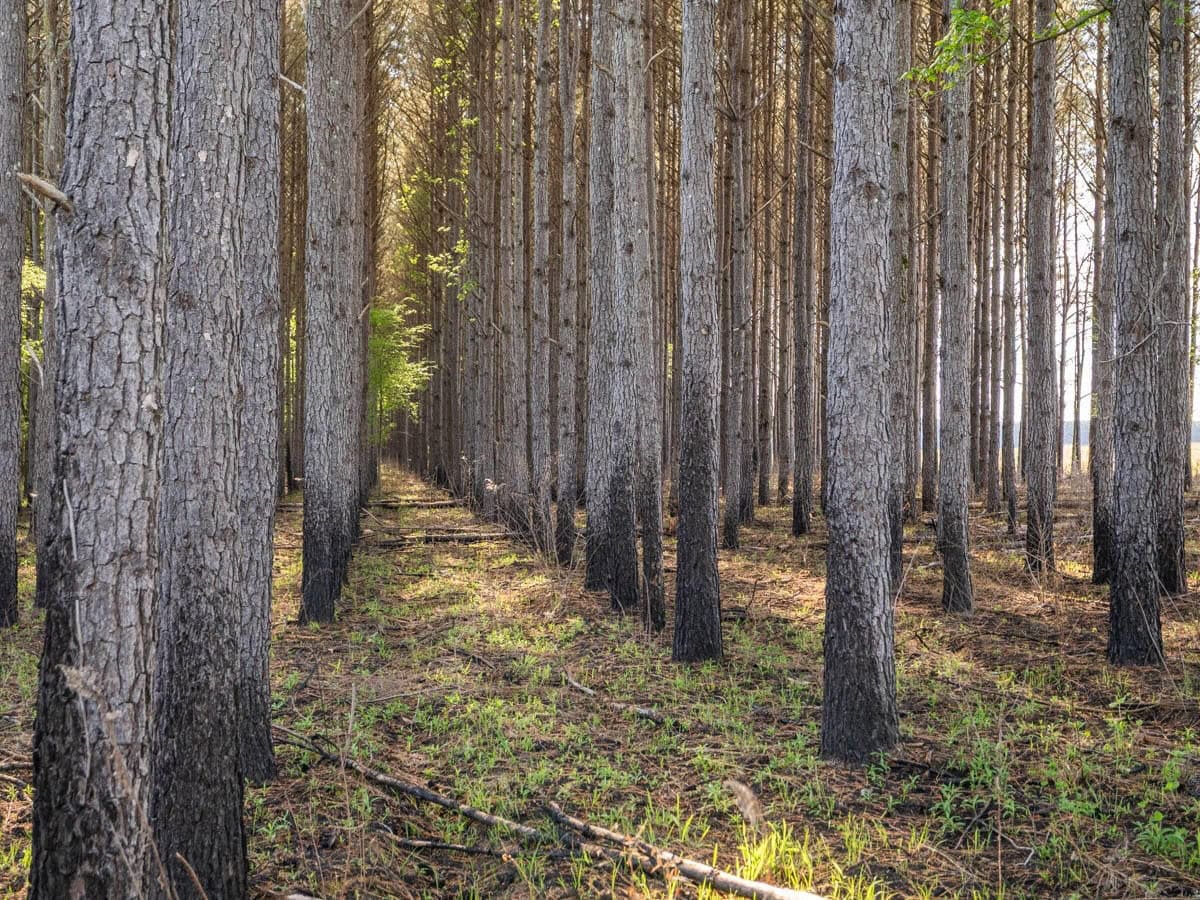 455 Acres Hunting & Income Land in Choctaw County MS