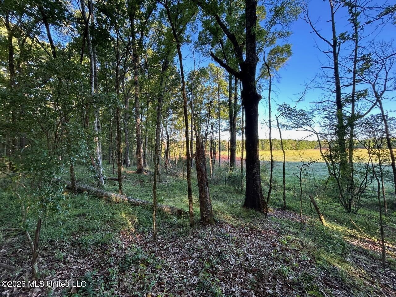 266± Acres Hinds/Copiah Line with Creek and Income