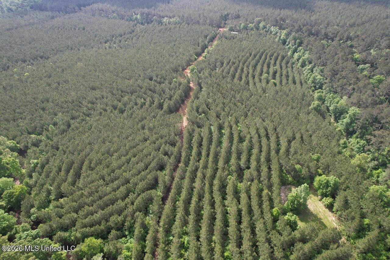 46 Acres in St. Helena Parish, LA Hunting Property for Sale