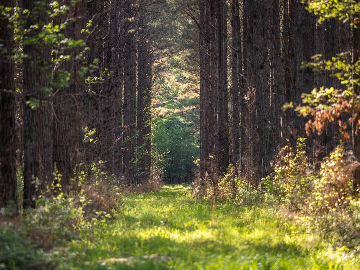 455 Acres Hunting & Income Land in Choctaw County MS