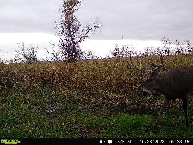 44± Acre Premier Duck and Deer Hunting Property Marquette Cty WI