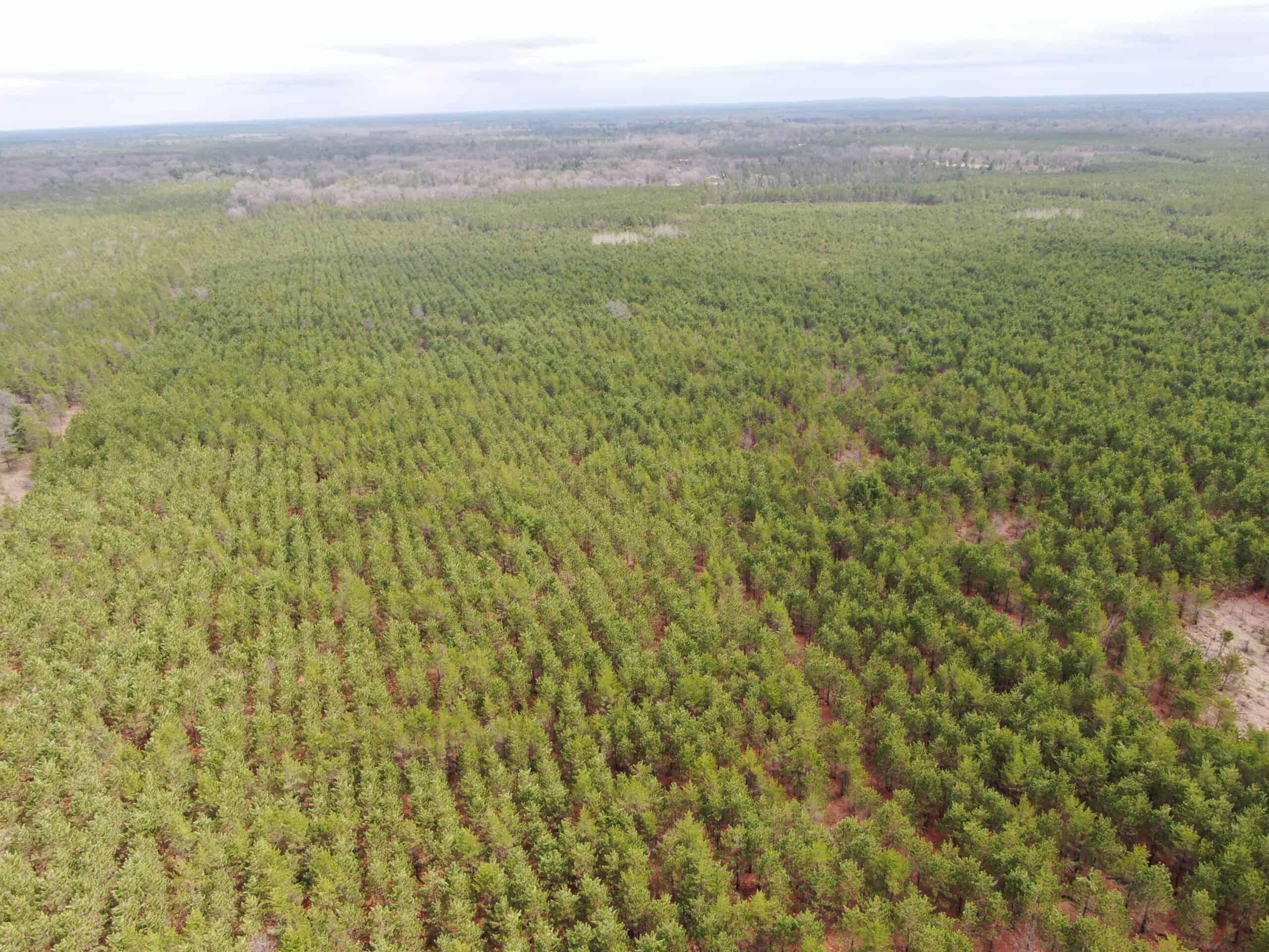 80± acre timber tract in the heart of northern Adams County