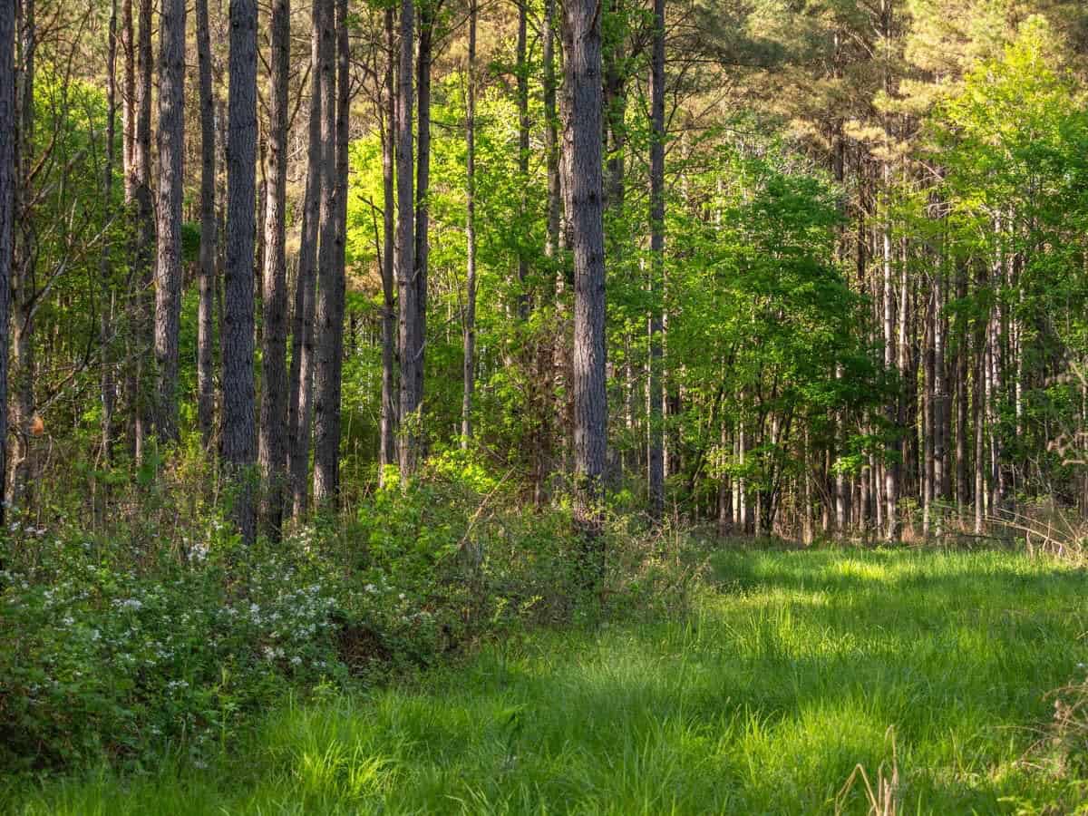 455 Acres Hunting & Income Land in Choctaw County MS