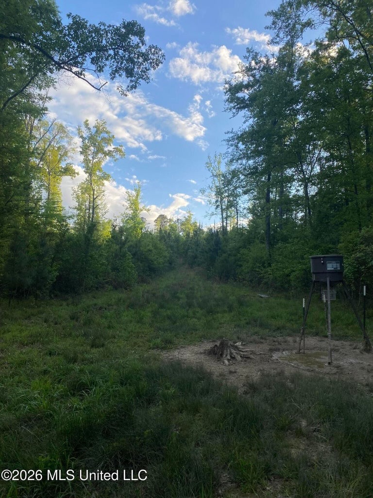 Hunting and Recreational Land for Sale in Amite County, Miss