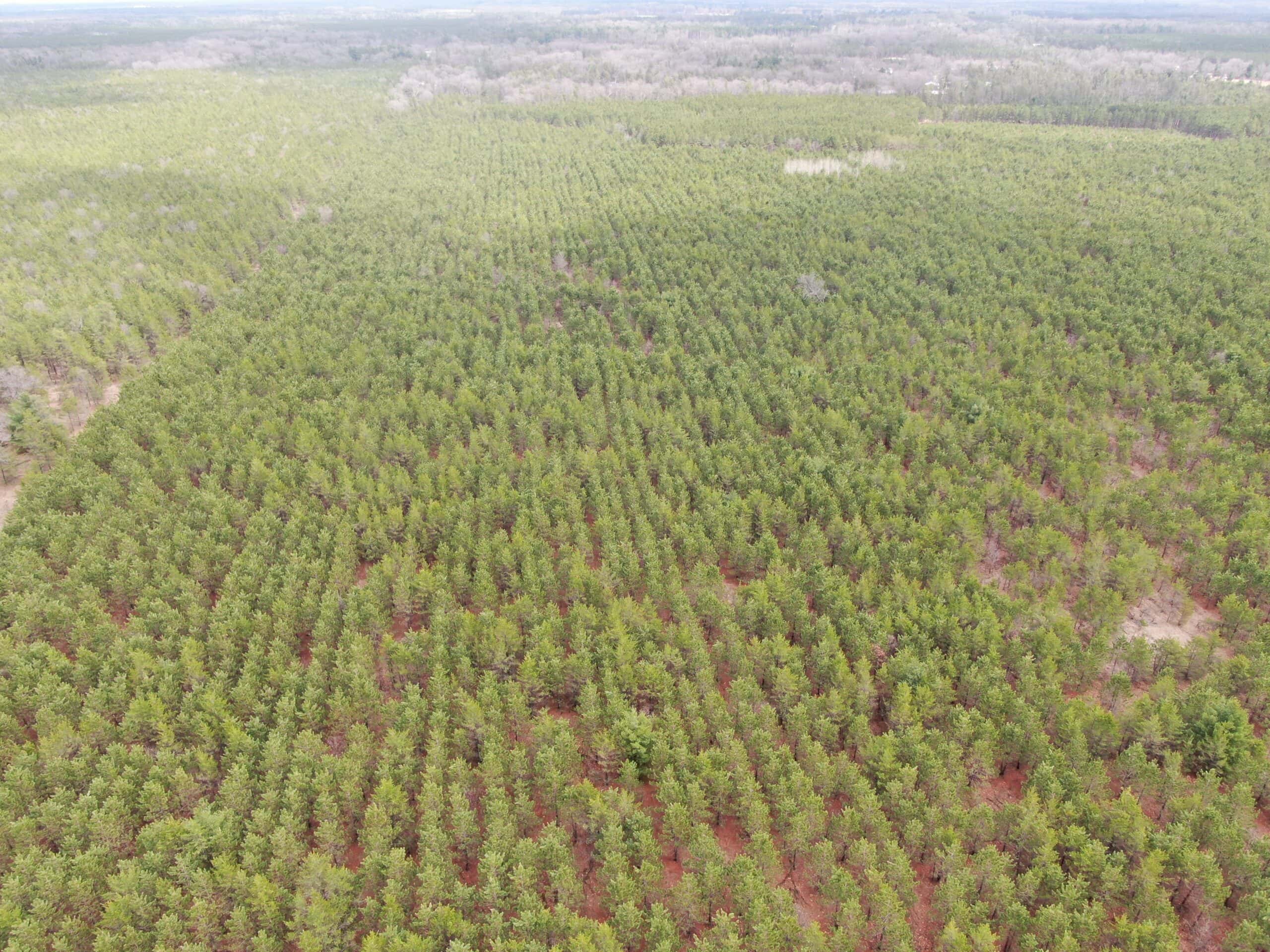 80± acre timber tract in the heart of northern Adams County
