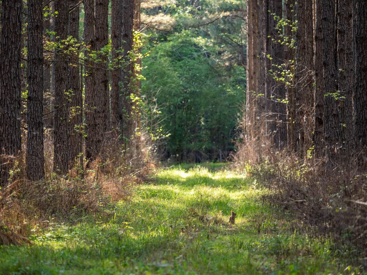 455 Acres Hunting & Income Land in Choctaw County MS