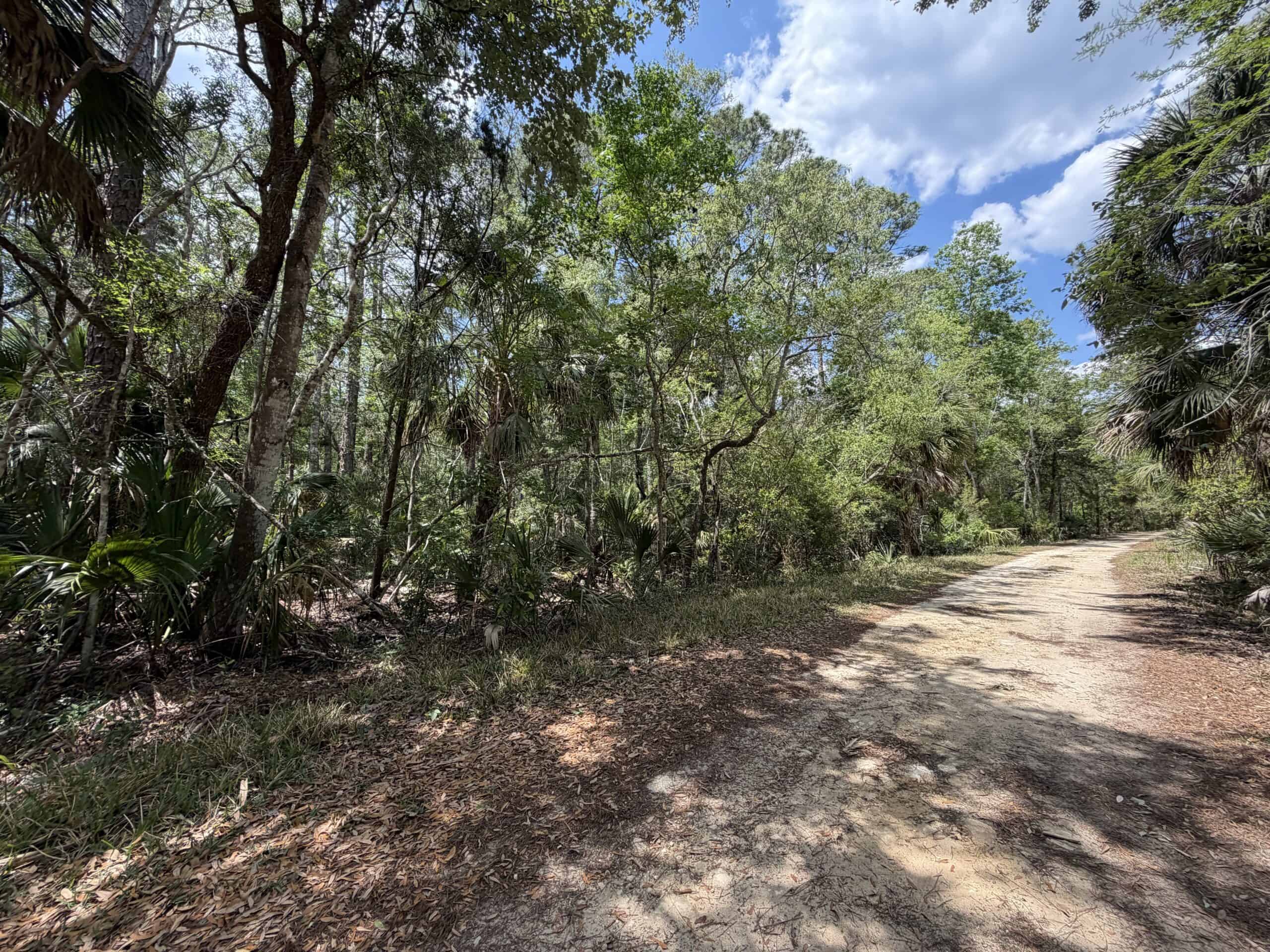 Hunting Tracts Near Suwannee River | Levy County | 40-192 Acres