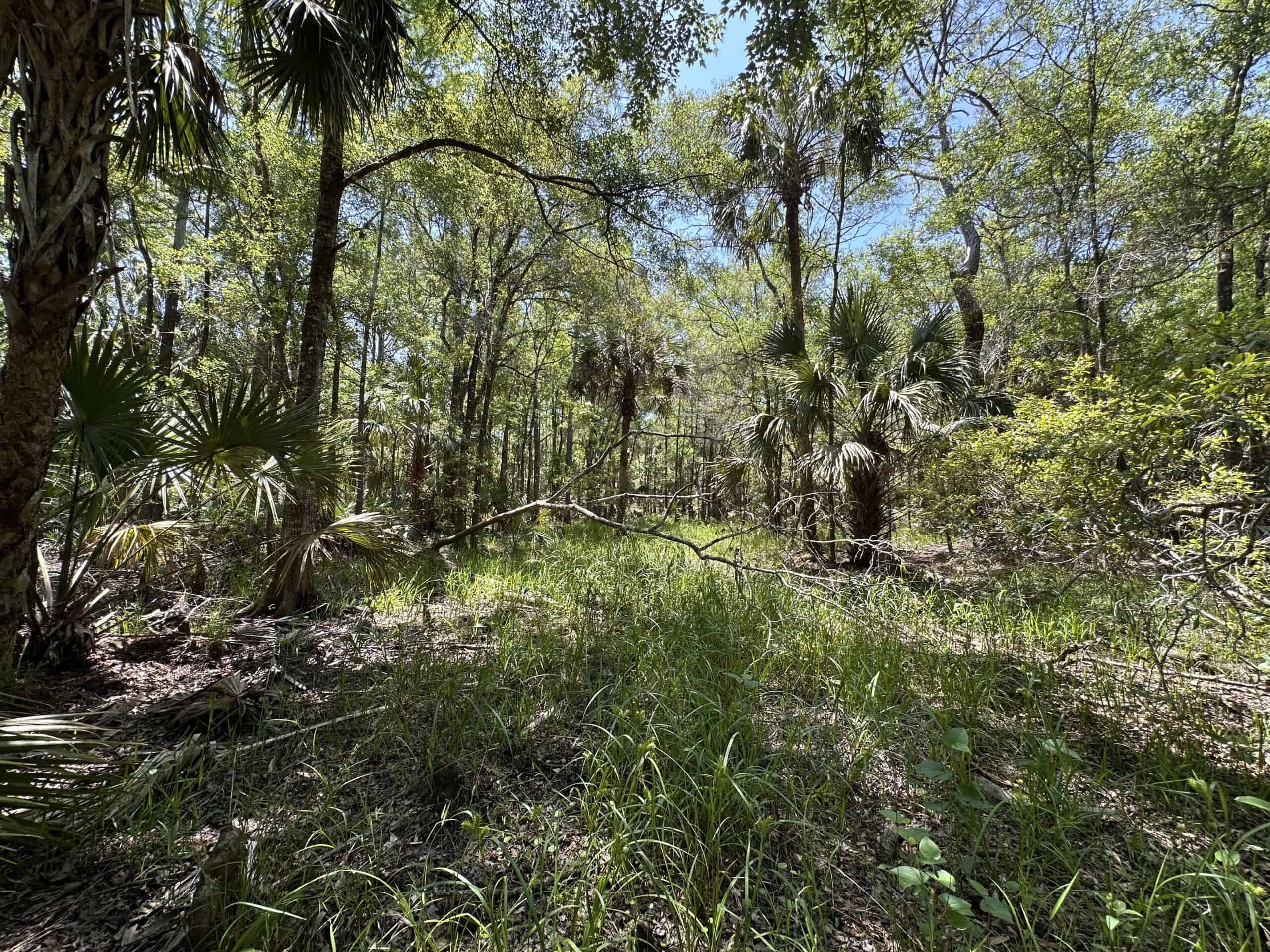 Hunting Tracts Near Suwannee River | Levy County | 40-192 Acres