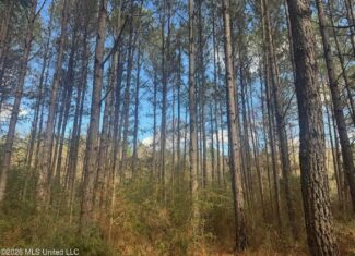 South Mississippi Hunting Land for Sale in Walthall County