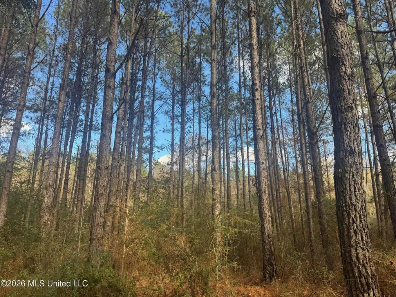 South Mississippi Hunting Land for Sale in Walthall County