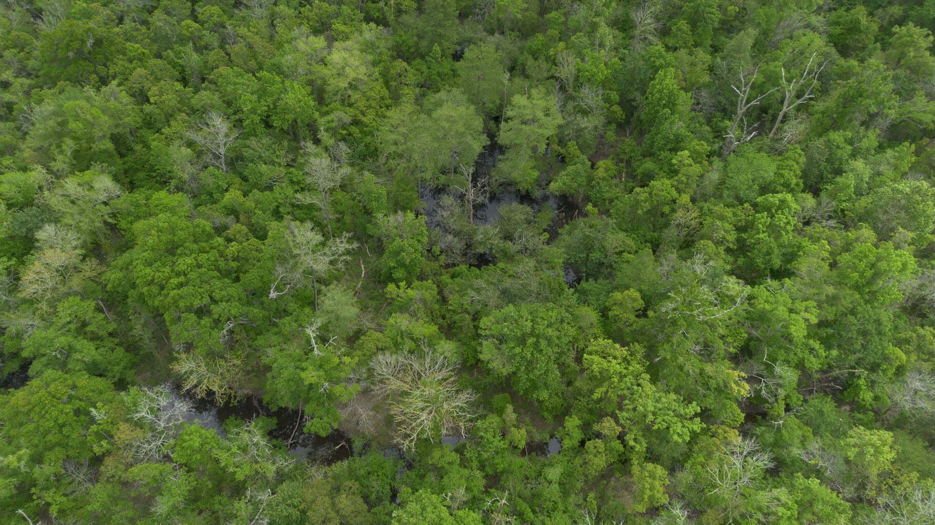 385 Acres Pearl River Frontage Louisiana