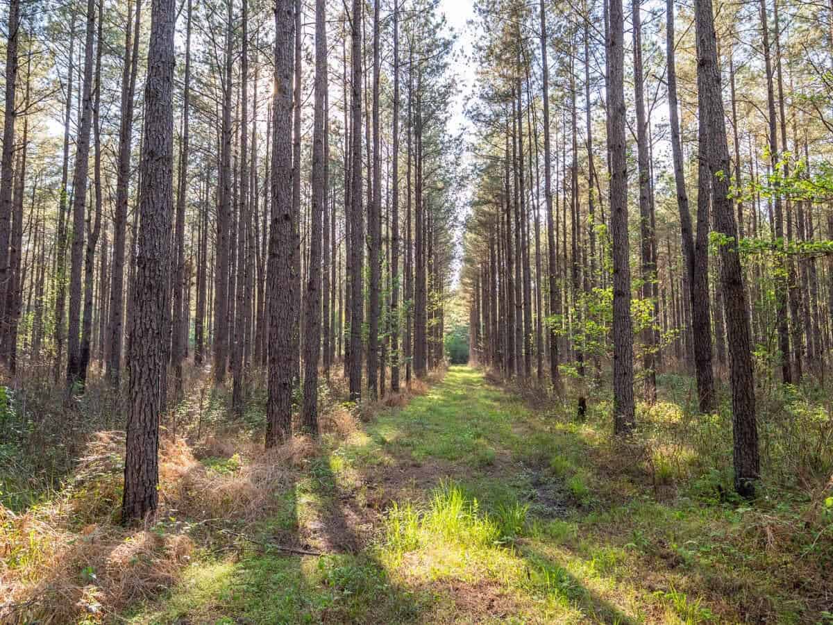455 Acres Hunting & Income Land in Choctaw County MS
