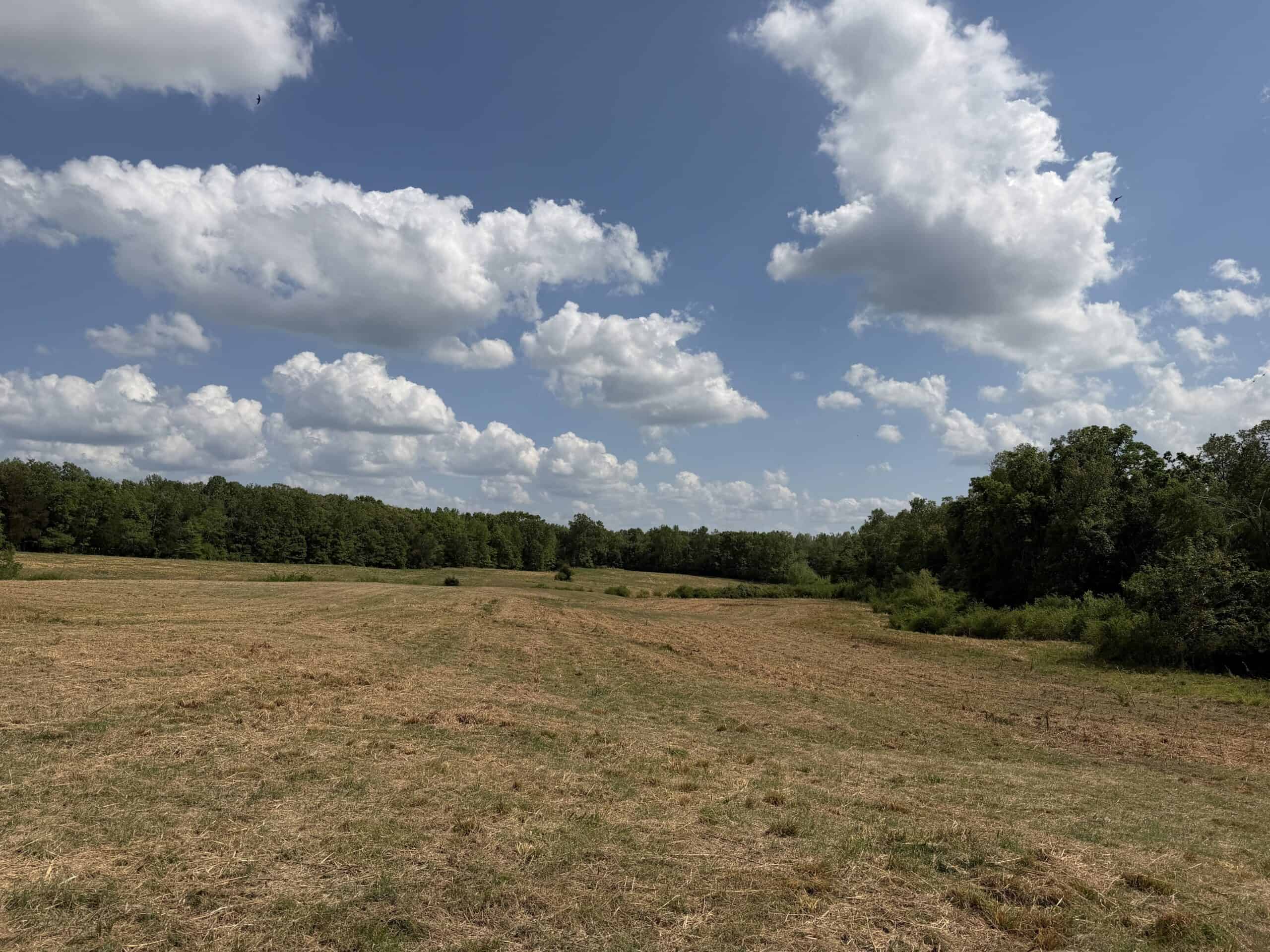 OPEN LAND FOR SALE IN TN, OLD HOUSE, BRANCH, FENCING, DEER & TURKEY HUNTING