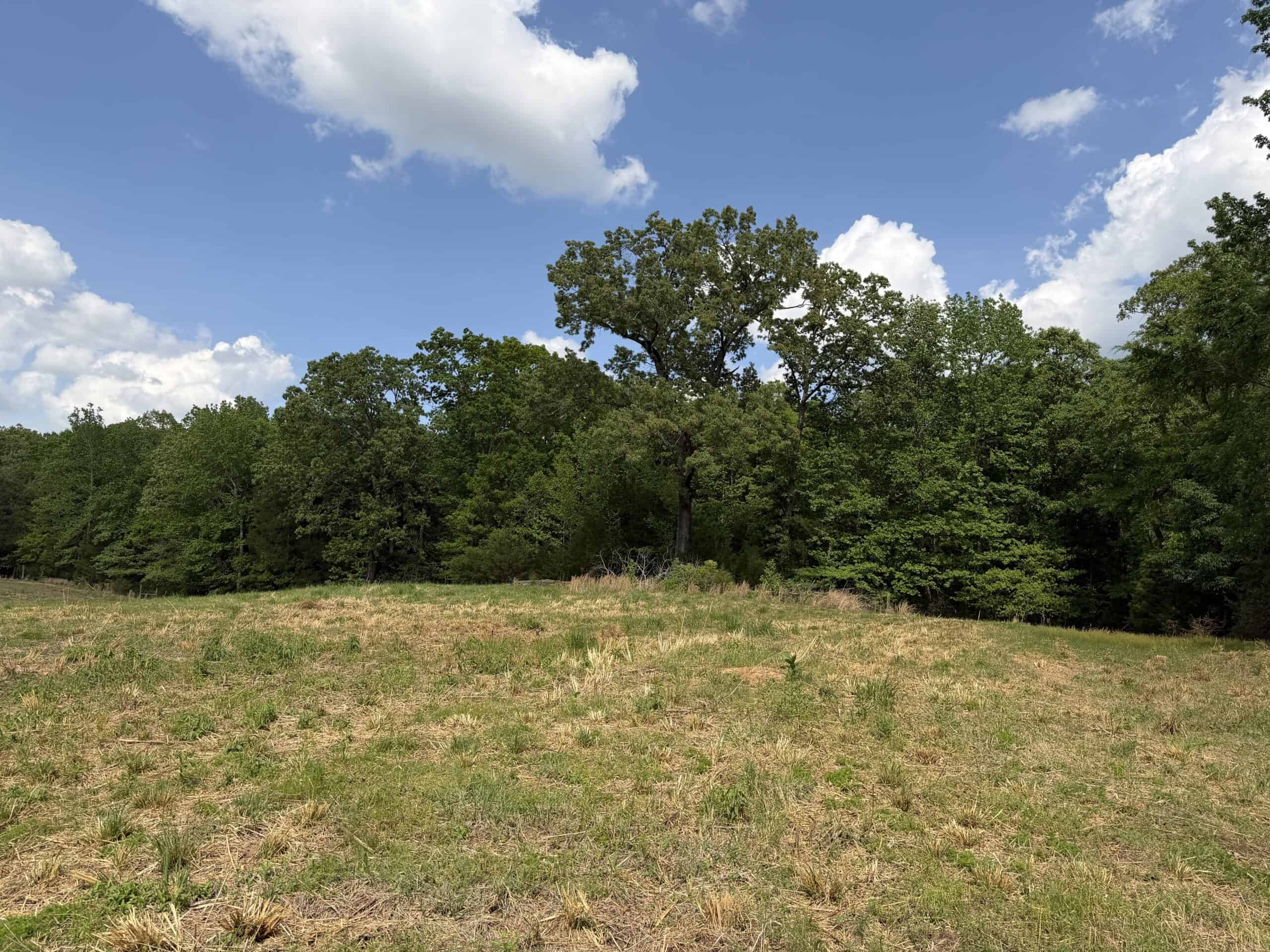 OPEN LAND FOR SALE IN TN, OLD HOUSE, BRANCH, FENCING, DEER & TURKEY HUNTING