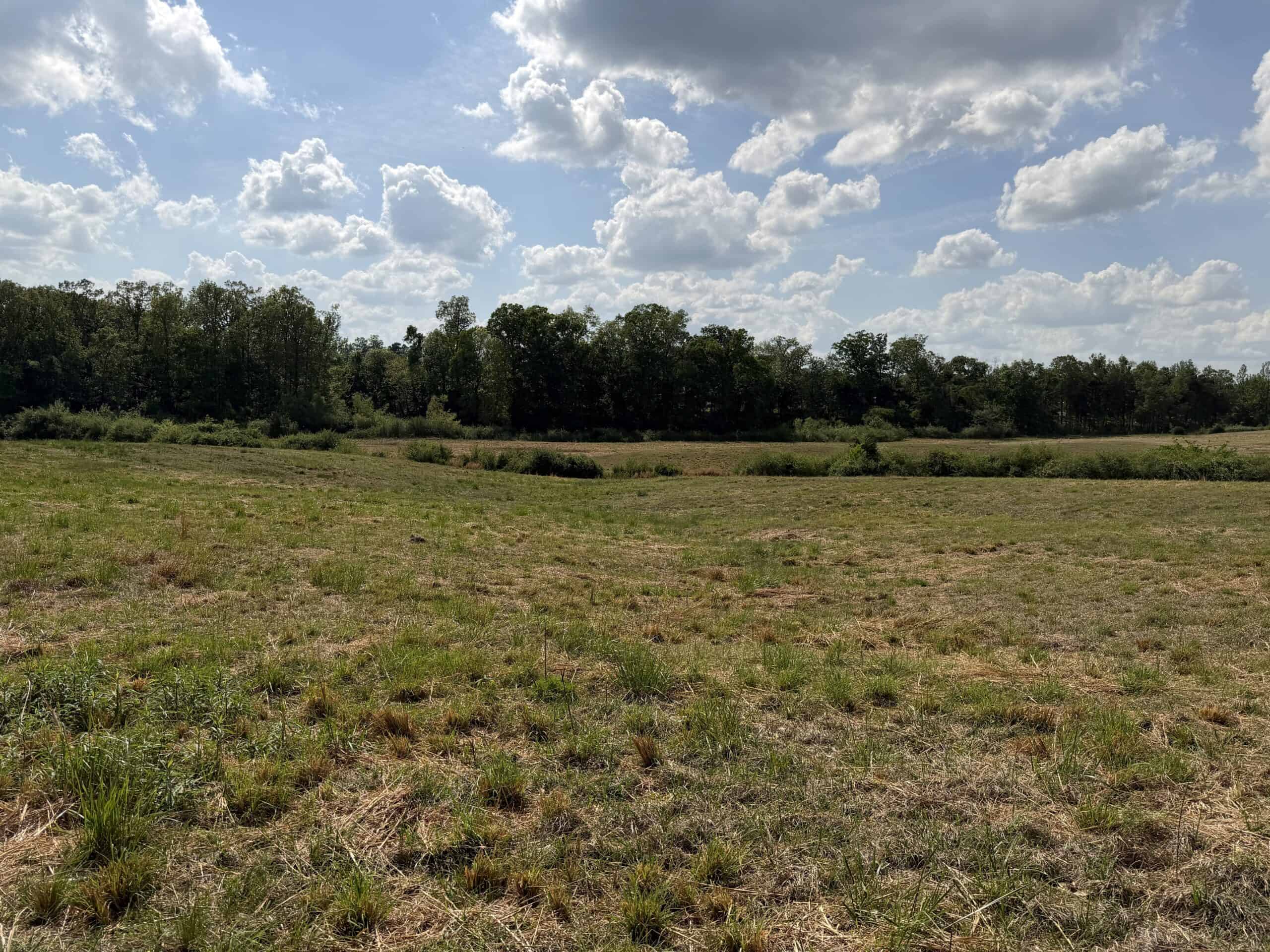 OPEN LAND FOR SALE IN TN, OLD HOUSE, BRANCH, FENCING, DEER & TURKEY HUNTING