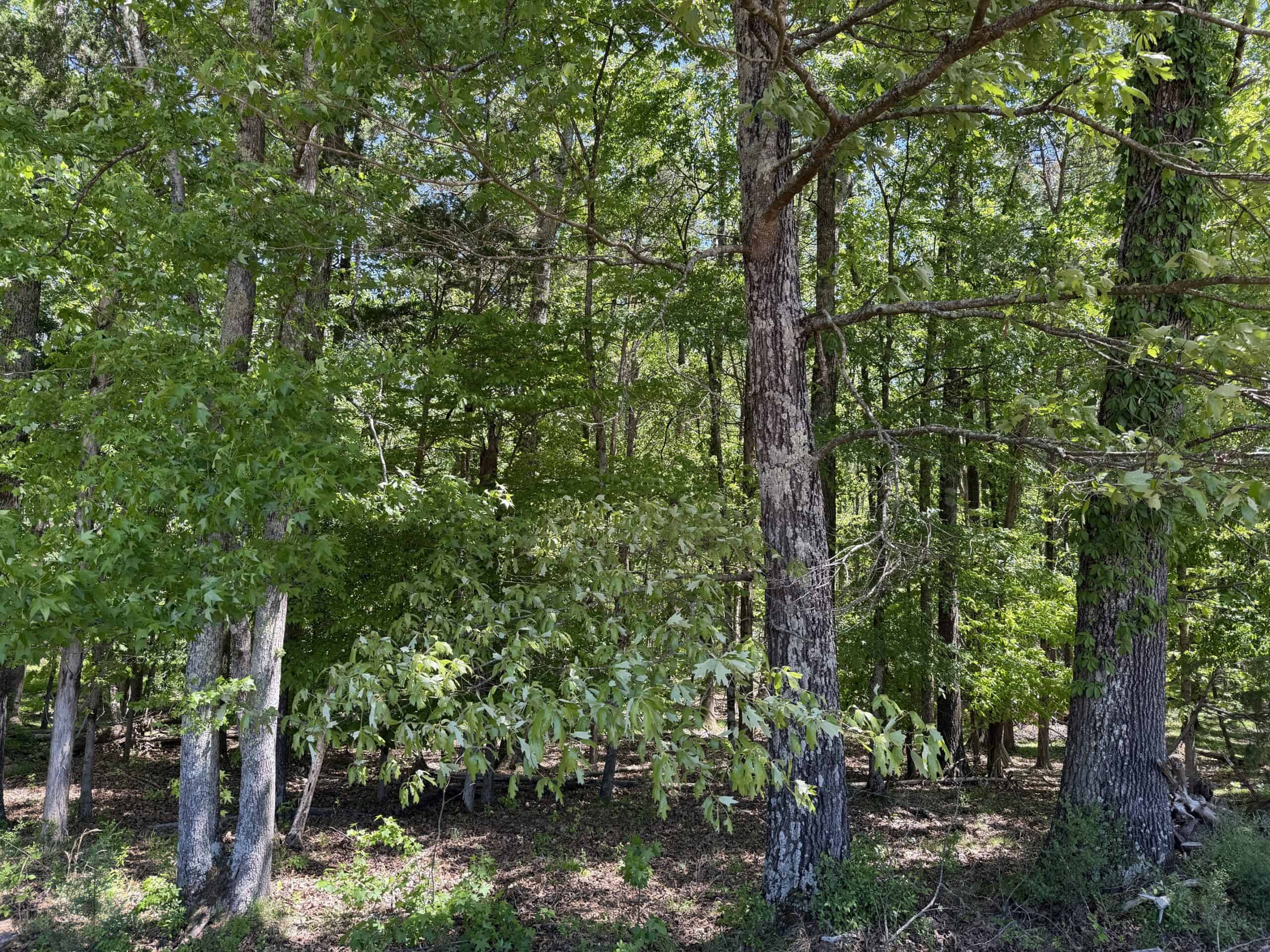 PASTURELAND FOR SALE IN TN, BIG HAY BARN, BRANCH, FENCING