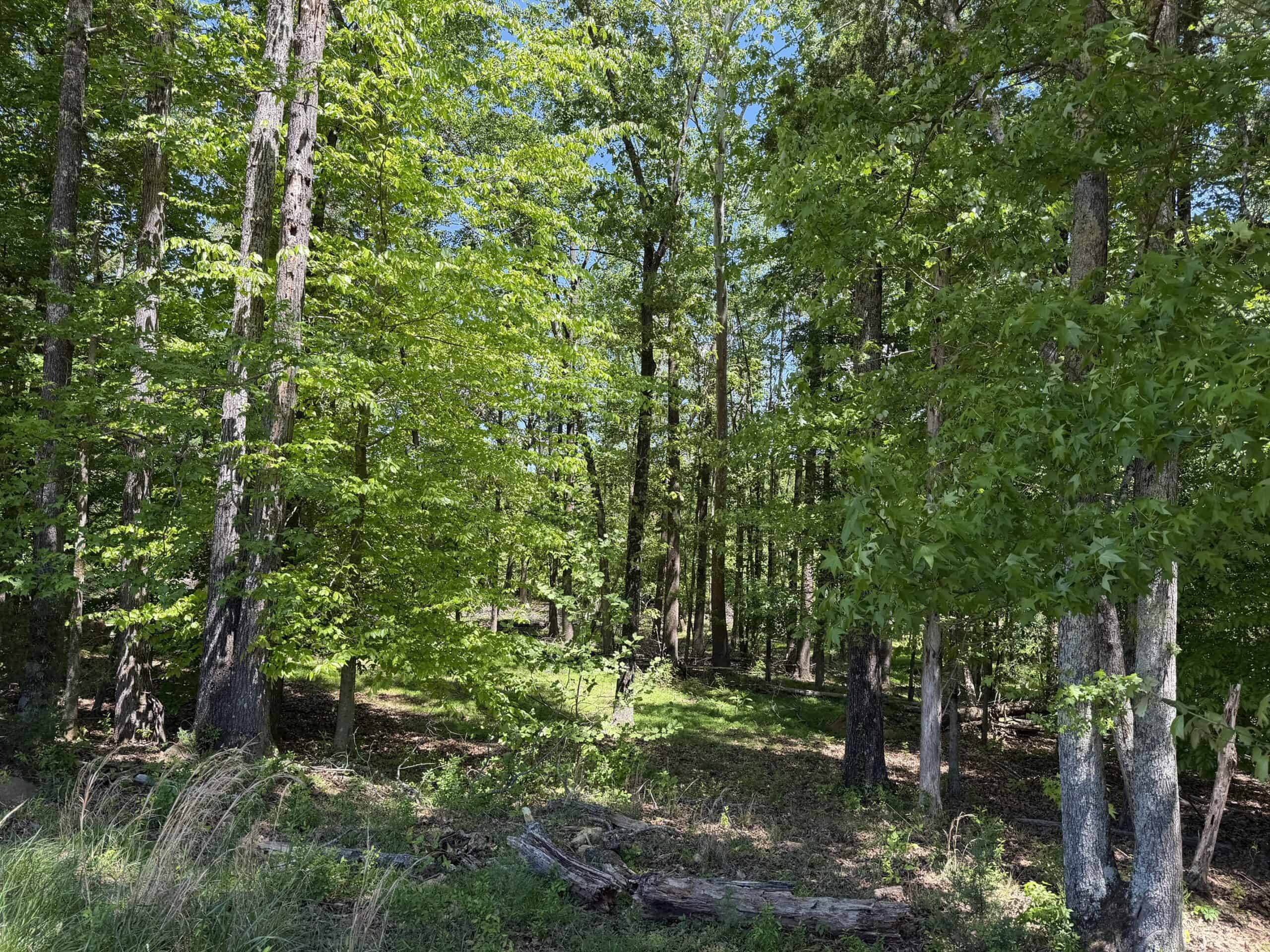 OPEN LAND FOR SALE IN TN, OLD HOUSE, BRANCH, FENCING, DEER & TURKEY HUNTING