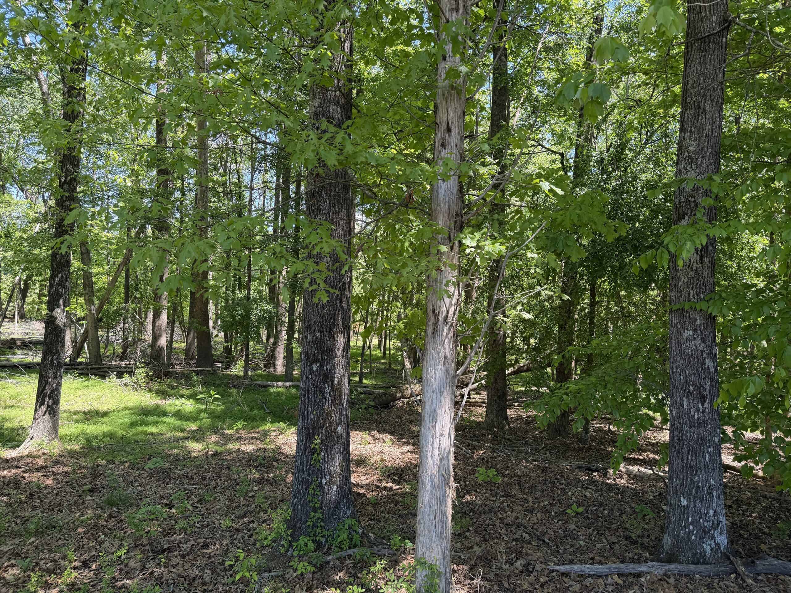 OPEN LAND FOR SALE IN TN, OLD HOUSE, BRANCH, FENCING, DEER & TURKEY HUNTING